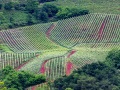 Vignobles en pays basque: