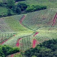 Vignobles en pays basque: