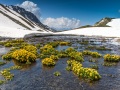 La nature reprend vie, col du Petit Saint Bernard, Savoie