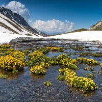 La nature reprend vie, col du Petit Saint Bernard, Savoie