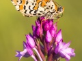 Mélitée sur une orchis pyramidale