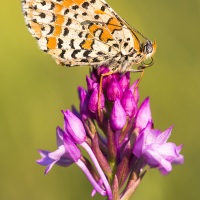 Mélitée sur une orchis pyramidale