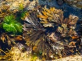 Algues dans les rochers à marée basse