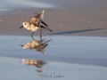 Bécasseau sanderling
