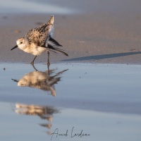 Bécasseau sanderling