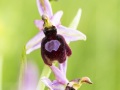 Ophrys de la Drôme