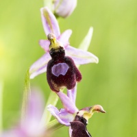 Ophrys de la Drôme