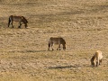 Chevaux de Przewalski