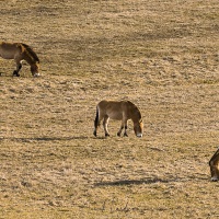 Chevaux de Przewalski