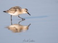 Bécasseau sanderling