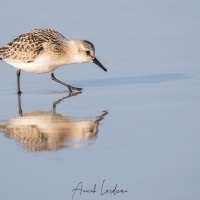 Bécasseau sanderling