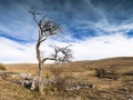 Paysage des Causses