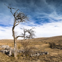 Paysage des Causses