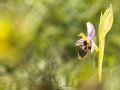 Ophrys bécasse