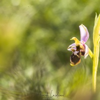 Ophrys bécasse