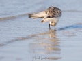 Bécasseau sanderling