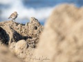Bécasseau variable