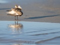 Bécasseau sanderling