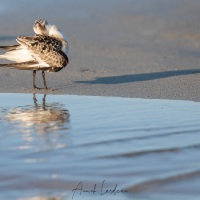 Bécasseau sanderling