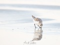 Bécasseau sanderling