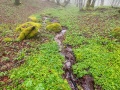 Brouillard dans les Vosges