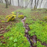 Brouillard dans les Vosges