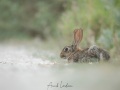 Lapin de garenne