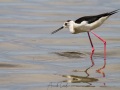 Echasse blanche, Camargue