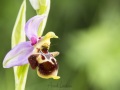 Ophrys fausse bécasse