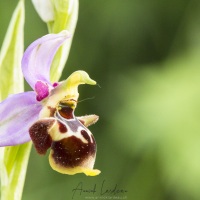 Ophrys fausse bécasse