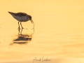 Bécasseau sanderling