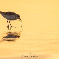 Bécasseau sanderling