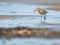 Bécasseau variable