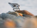 Bécasseau sanderling