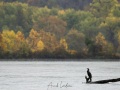 Grand cormoran