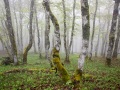 Brouillard dans les Vosges