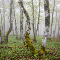 Brouillard dans les Vosges