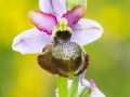 Ophrys de l