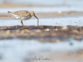 Bécasseau variable