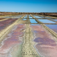 Ile de Noirmoutier: Marais salants