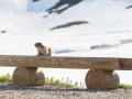 Marmotte
