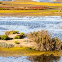 Ile de Ré: marais