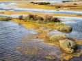 Ile de Ré: marais