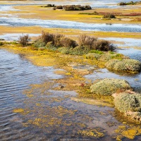 Ile de Ré: marais