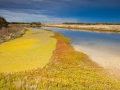 Ile de Ré: marais salants