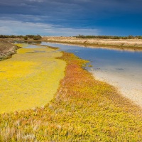 Ile de Ré: marais salants