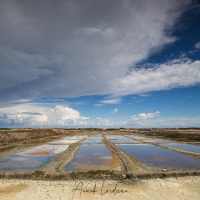 Ile de Ré: marais salants