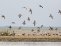 vol de limicoles (petits échassiers)