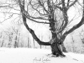 Mont Aigual: vent, neige et givre