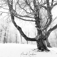 Mont Aigual: vent, neige et givre